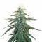 Семена сорта Early Skunk fem (Sensi Seeds)