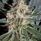 Семена сорта Cheese fem (Green House Seeds)