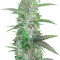 Семена сорта Auto Speed Bud fem (Female Seeds)
