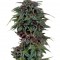Семена сорта Durban Poison reg (Dutch Passion)