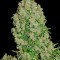 Семена сорта White Russian fem (Serious Seeds)