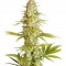 Семена сорта Critical Jack fem (Dinafem Seeds)