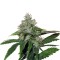 Семена сорта TrainWreck fem (Green House Seeds)