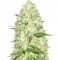 Семена сорта Maya Gold fem (Sumo Seeds)