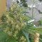 Семена сорта AK Full Auto fem (Sumo Seeds)