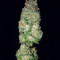 Семена сорта Flashberry reg (Mandala Seeds)