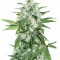 Семена сорта Satan's Bride fem (Trikoma Seeds)
