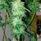 Семена сорта Bubba Kush Autoflowering fem (Dinafem Seeds)