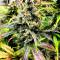 Семена сорта Punch Gelato #33 Auto fem (Cali Buds Seeds)