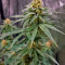 Семена сорта Runtz Punch fem (Herbies Seeds)