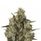 Семена сорта Medical Mass CBD fem (Royal Queen Seeds)