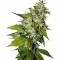 Семена сорта Snow Fruit fem (Sweet Seeds)