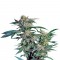 Семена сорта Skunk Kush fem (Sensi Seeds)
