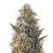 Семена сорта La Blanca Gold fem (Vision Seeds)