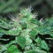 Семена сорта Incredible Bulk fem (Dr. Krippling Seeds)