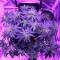 Семена сорта Auto Northern Light fem (Victory Seeds)