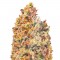 Семена сорта Mind Cantrol fem (Dr. Krippling Seeds)