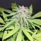 Семена сорта Amnesia Haze fem (Royal Queen Seeds)