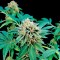 Семена сорта Shark Attack fem (Dinafem Seeds)