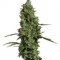 Семена сорта Atomical Haze fem (Paradise Seeds)