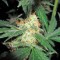 Семена сорта Pineapple Skunk reg (Humboldt Seeds)