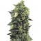 Семена сорта OG Kush fem (Humboldt Seeds)