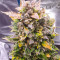 Семена сорта Grateful Dead Auto fem (High Speed ​​Buds)