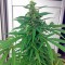 Семена сорта Critical + Autoflowering fem (Dinafem Seeds)