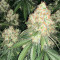 Семена сорта Cherry Pie fem (Advanced Seeds)