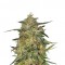 Семена сорта Royal Highness fem (Royal Queen Seeds)