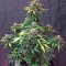 Семена сорта Haze XXL Autoflowering fem