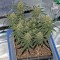 Семена сорта Critical Cheese Autoflowering fem (Dinafem Seeds)
