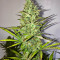 Семена сорта Fast Eddy Automatic CBD fem (Royal Queen Seeds)
