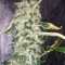 Семена сорта Choco Bud fem (Vision Seeds)