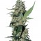 Семена сорта Green Poison F1 Fast Version fem (Sweet Seeds)