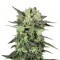 Семена сорта Auto Mk-Ultra Kush fem