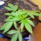 Семена сорта Auto Mimosa Punch fem (Advanced Seeds)