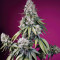 Семена сорта Jealousy Z XL Auto fem (Sweet Seeds)