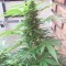 Семена сорта White Siberian fem (Dinafem Seeds)