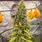 Семена сорта Grandmommy Purple fem (Herbies Seeds)