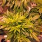 Сорт конопли Critical Kush