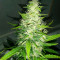 Семена сорта Gran Purple Banner Auto fem (Cali Buds Seeds)