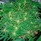 Семена сорта Deep Cheese fem (Dinafem Seeds)