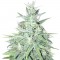 Семена сорта Auto Tutankhamon fem (Pyramid Seeds)