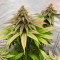 Семена сорта Chemical Bride fem (Green House Seeds)