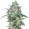 Семена сорта Wild Thailand fem (World of Seeds)