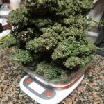 gorilla-glue-auto-fem-barneys-farm.jpg