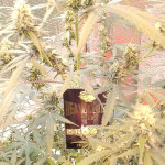 2-fast-2-vast-auto-fem-heavyweight-seeds.jpg