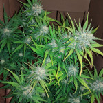 jack-47-auto-sweet-seeds.jpg