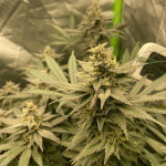 lemon-cherry-gelato-fem-barneys-farm.jpg